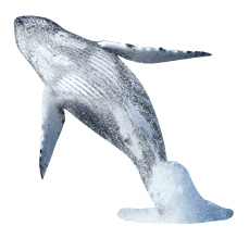 whale